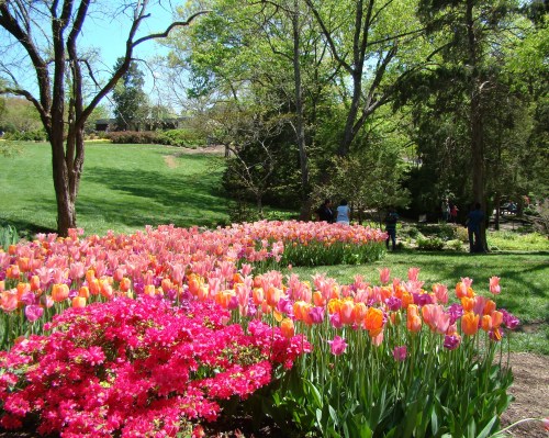 A vibrant garden filled with pink and orange tulips, surrounded by lush green trees and a sunny blue sky.