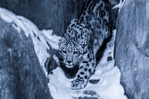 A snow leopard prowls through a rocky, snowy landscape, showcasing its distinctive spotted fur and intense gaze.