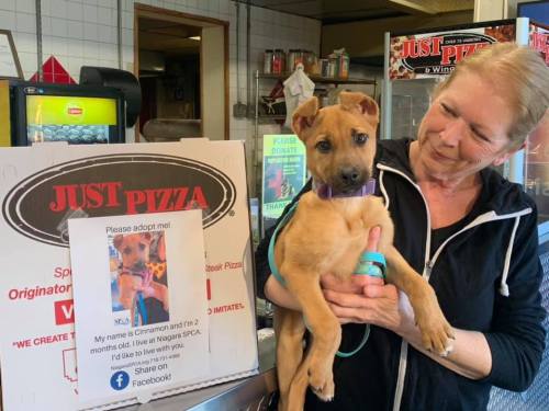 A woman holds a puppy named Cinnamon in a pizza shop, with an adoption poster nearby.