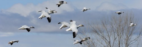 A flock of white birds flying against a blue sky with clouds, near a bare tree.
