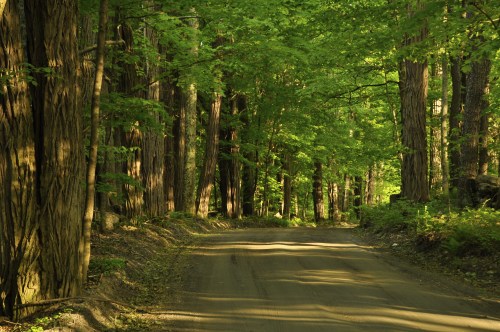A serene dirt road winding through a lush green forest with tall trees and dappled sunlight.