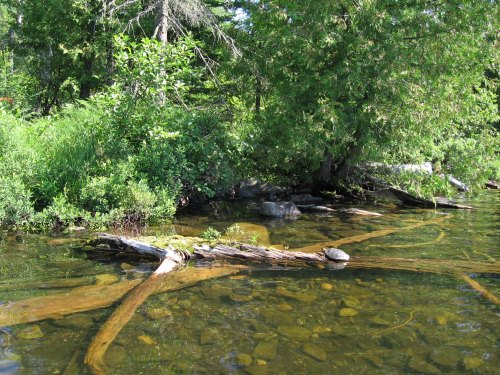 A serene lakeside scene with clear water, green foliage, and a log partially submerged, creating a peaceful natural setting.