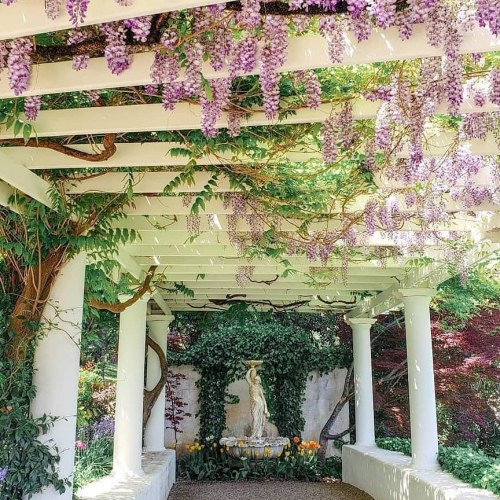 A serene garden with a white pergola draped in purple wisteria, framing a statue surrounded by lush greenery and flowers.