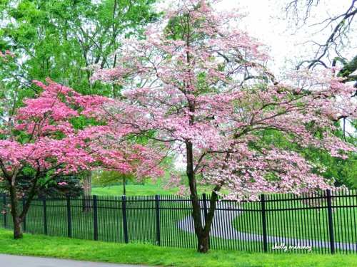 Blossoming pink trees beside a black fence in a lush green park on a bright day.