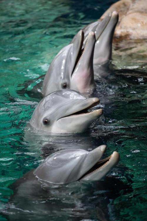 Four dolphins with open mouths swimming in clear blue water, creating a playful and lively scene.