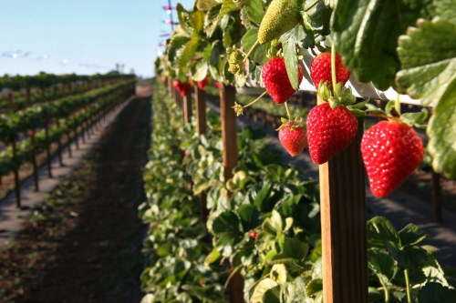 Ripe red strawberries hanging from green plants in a sunny field, with rows of strawberry plants in the background.