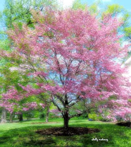 A vibrant pink flowering tree stands in a lush green park under a bright blue sky.