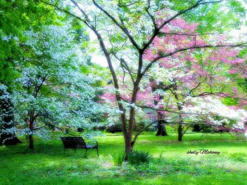 A serene garden scene with blooming white and pink trees, lush green grass, and a bench under dappled sunlight.