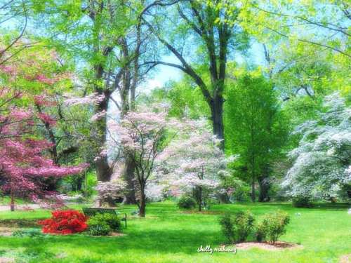 A vibrant park scene with blooming trees in pink and white, lush green grass, and bright sunlight filtering through the leaves.
