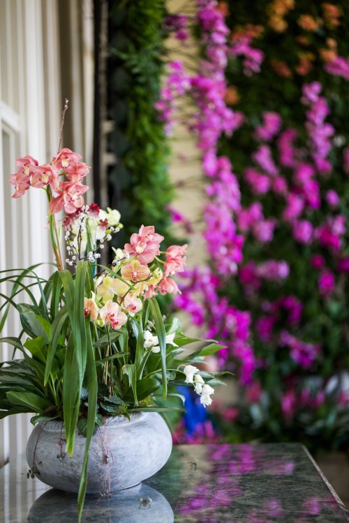 A vibrant arrangement of orchids in a gray pot, with a colorful floral backdrop of pink blooms.