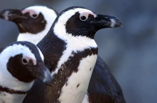 Three African penguins with distinctive black and white markings, standing close together against a blurred background.