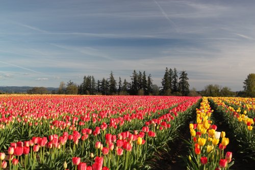 A vibrant field of tulips in various colors, with trees in the background under a blue sky.