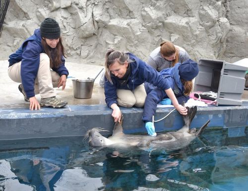 A group of trainers care for a seal in a pool, performing a health check while others assist nearby.
