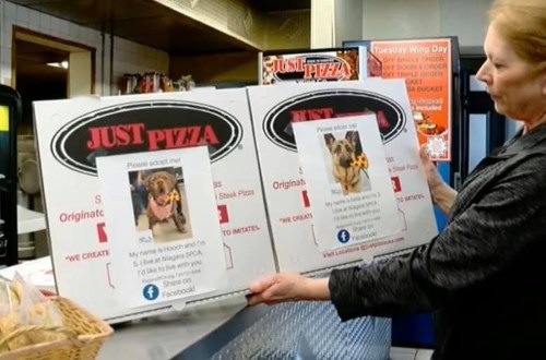 A woman holds two signs promoting dog adoption at a pizza shop, featuring photos and descriptions of the dogs.