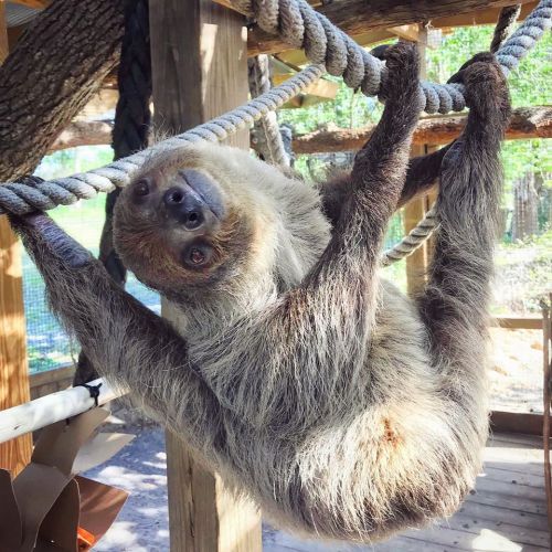 A sloth hanging upside down on a rope in a natural habitat, with a relaxed expression and lush greenery in the background.