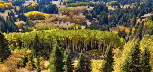 Aerial view of a vibrant forest with green and yellow trees, showcasing a mix of conifers and deciduous foliage.