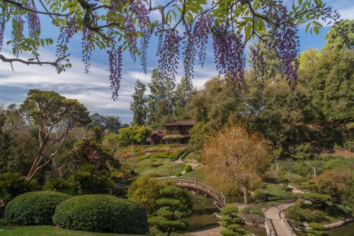 A serene garden scene featuring lush greenery, a wooden bridge, and wisteria hanging above under a blue sky.