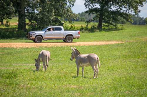 Two donkeys graze in a green field while a pickup truck drives along a dirt road in the background.