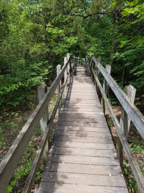 A wooden walkway leads through a lush green forest, surrounded by trees and foliage.