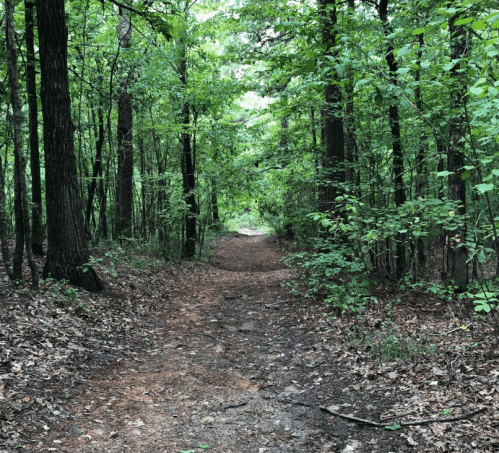 A narrow dirt path winding through a lush green forest with tall trees and scattered leaves on the ground.