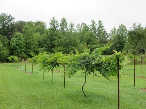A lush vineyard with rows of grapevines on green grass, surrounded by trees under a cloudy sky.