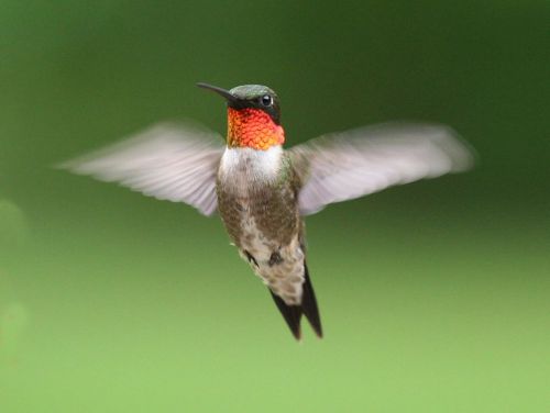 A colorful hummingbird with iridescent feathers hovering in mid-air against a blurred green background.