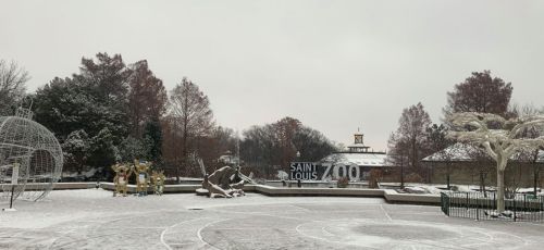 Snow-covered scene at the Saint Louis Zoo, featuring a sign and winter landscape with trees and sculptures.