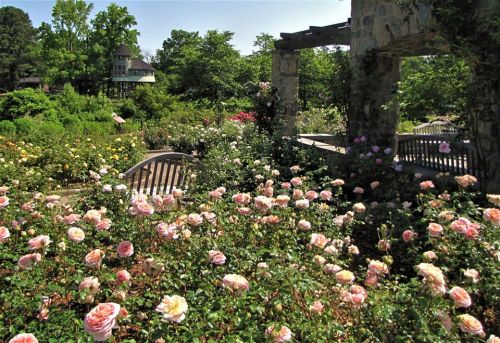 A vibrant garden filled with blooming roses, benches, and a stone archway, surrounded by lush greenery and a distant house.