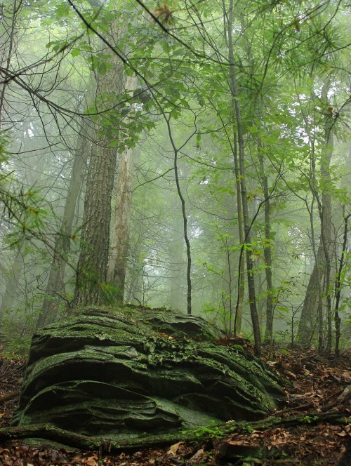 A misty forest scene with tall trees and a large, moss-covered rock in the foreground.