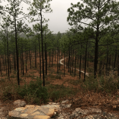 A winding path through a dense pine forest, with tall trees and a misty atmosphere in the background.