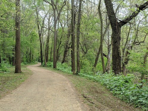 A winding dirt path through a lush green forest with tall trees and vibrant foliage on either side.