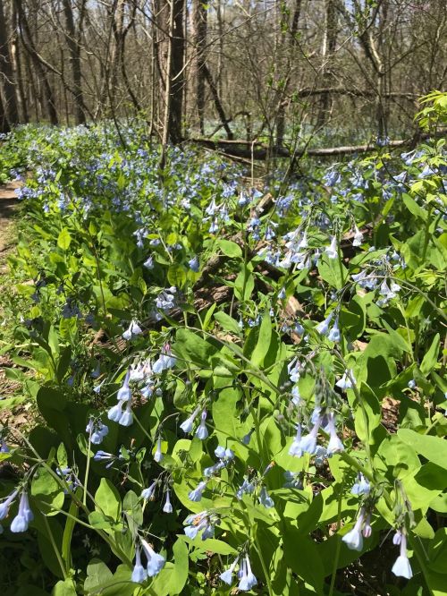 A lush forest scene featuring a carpet of bluebell flowers among green leaves, with trees in the background.