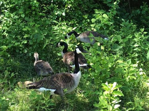A group of Canada geese, including an adult and a gosling, among lush green foliage.