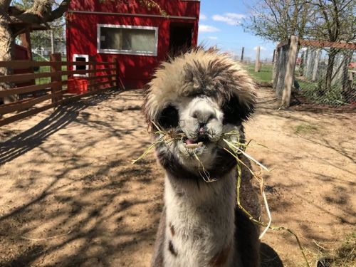 A fluffy llama stands in a pen, munching on grass, with a red barn and blue sky in the background.
