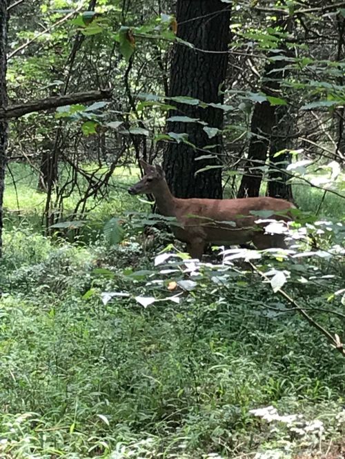 A deer stands among trees and greenery in a forested area, partially hidden by foliage.