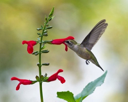 A hummingbird hovering near vibrant red flowers, with a blurred green background.