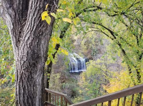 A serene waterfall cascades through lush greenery, framed by a large tree and wooden railing.