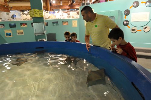 A man and three children observe a stingray swimming in a large tank at an aquarium.