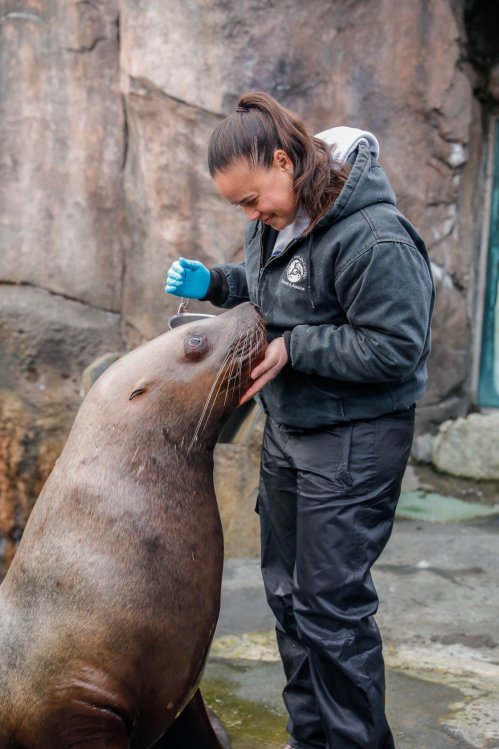 A trainer interacts with a sea lion, feeding it while standing on a rocky surface.