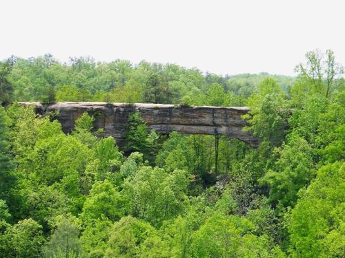 A natural stone arch surrounded by lush green trees and foliage under a bright sky.