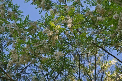 A view of green leaves and clusters of white flowers against a blue sky.
