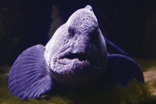 A close-up of a large, textured fish with a prominent mouth and fins, swimming in dark water.