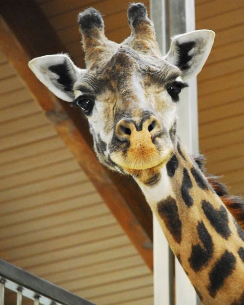 A close-up of a giraffe's head, showcasing its distinctive spots and large eyes, set against a wooden background.