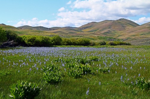 A vibrant field of blue flowers stretches across green grass, with rolling hills and a blue sky in the background.