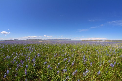 A vast field of purple flowers under a clear blue sky, with distant mountains in the background.