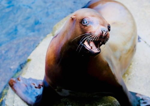 A sea lion resting on a rock by the water, looking towards the camera with its mouth open.