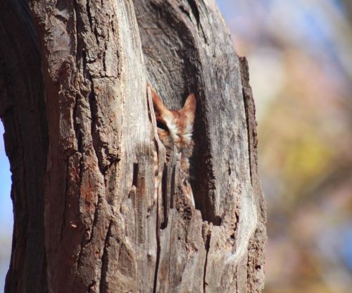 A close-up of a tree trunk with a hidden animal peeking out from a hollow, surrounded by blurred foliage.