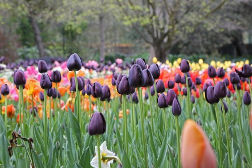 A vibrant field of tulips in various colors, with purple tulips prominently in the foreground.