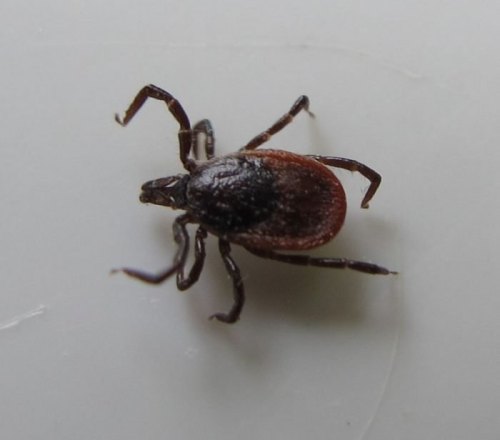 Close-up of a tick with a dark brown body and reddish-brown shield, resting on a light surface.