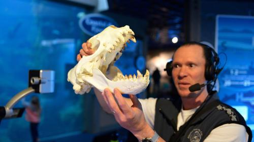 A person holds a large animal skull, showcasing its teeth, in an aquarium setting with a blue background.